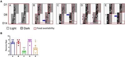 Impact of Time-Restricted Feeding to Late Night on Adaptation to a 6 h Phase Advance of the Light-Dark Cycle in Mice